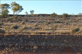 Dingo, NT: by thomasz, Views[163]
