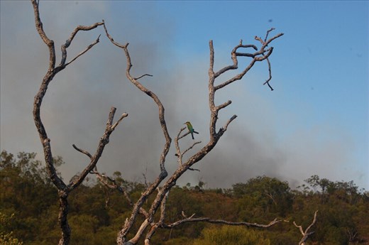 Rainbow Bee-Eater, Litchfield NP