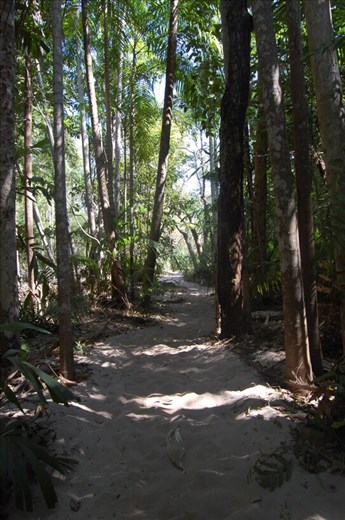 Walking through tropical rainforest, Litchfield NP