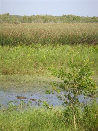 Freshwater crocodile, Fog Dam Reserve, NT