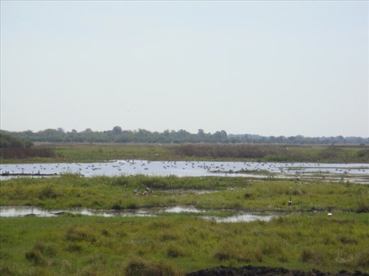 Billabong with lots of birdlife, Fog Dam Reserve