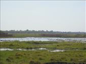Billabong with lots of birdlife, Fog Dam Reserve: by thomasz, Views[257]