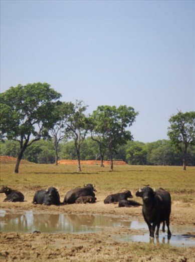 Water buffaloes, Fog Dam Reserve