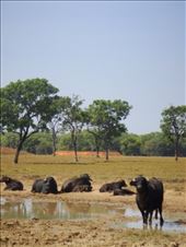 Water buffaloes, Fog Dam Reserve: by thomasz, Views[273]