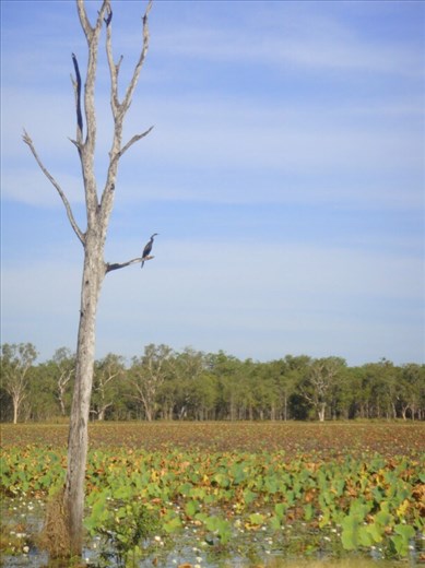 Shag in a tree, Kakadu NP