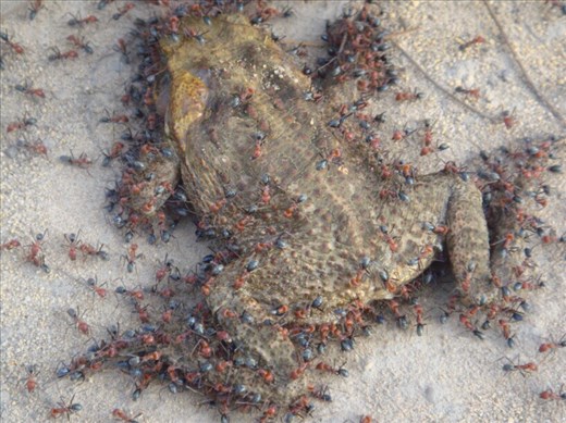 Ants at work, Kakadu NP