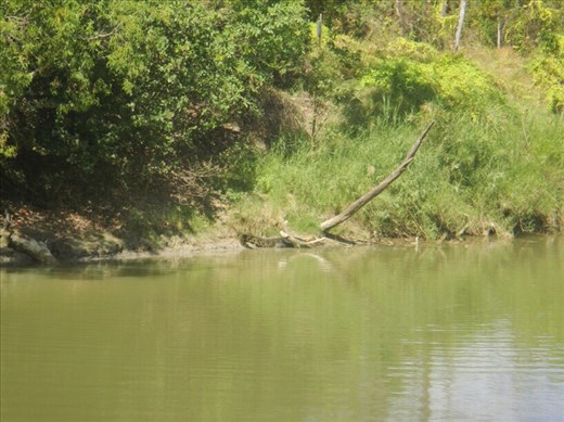 A 4.5m saltwater crocodile on the bank of the East Alligator River, Kakadu NP