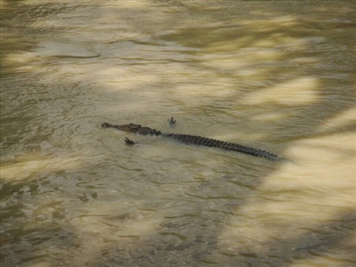 'Saltie' hunting for Barrabundi, East Alligator River, Kakadu NP