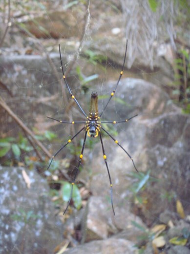 Golden Orb Weaving Spider, Gubara, Kakadu NP