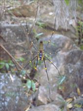Golden Orb Weaving Spider, Gubara, Kakadu NP: by thomasz, Views[549]