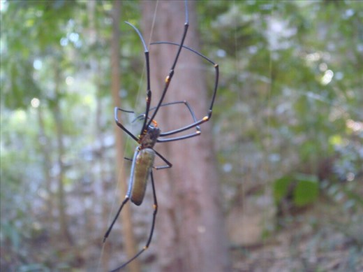 My favourite spider, Gubara, Kakadu NP