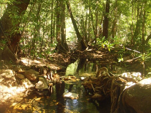 Rainforest, Gubara, Kakadu NP