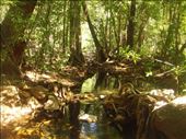 Rainforest, Gubara, Kakadu NP: by thomasz, Views[306]