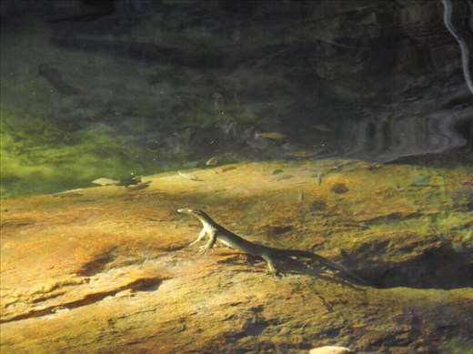 Water Monitor with fish, Gubara, Kakadu NP