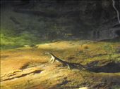 Water Monitor with fish, Gubara, Kakadu NP: by thomasz, Views[253]