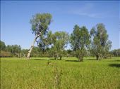 Soul soothingly silent, Yellow Water Billabong, Kakadu NP: by thomasz, Views[239]