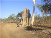 Big termite mound, Kakadu NP: by thomasz, Views[259]