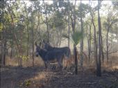 Feral donkeys, near Gunlom, Kakadu NP: by thomasz, Views[407]