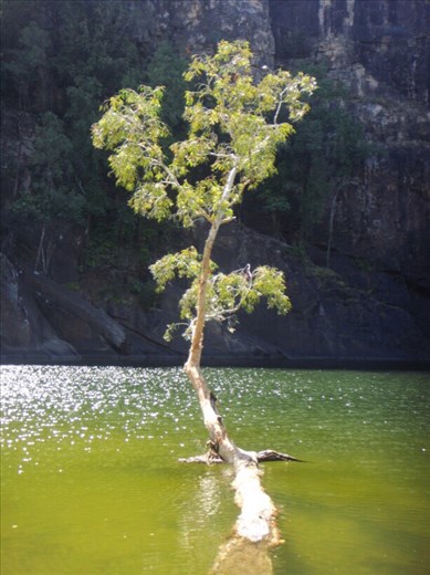 Tree in the water, Gunlom, Kakadu NP
