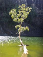 Tree in the water, Gunlom, Kakadu NP: by thomasz, Views[277]