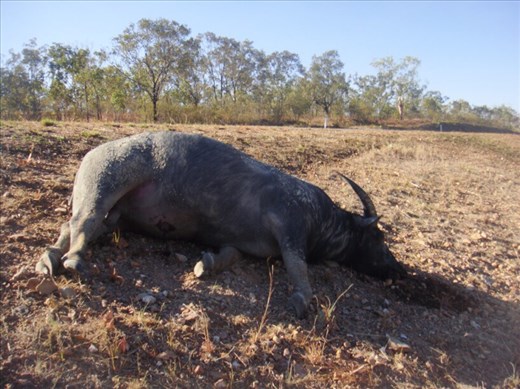 Dead water buffaloe, biggest roadkill I've seen (2x the size of a cow), Kakadu NP