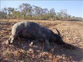 Dead water buffaloe, biggest roadkill I've seen (2x the size of a cow), Kakadu NP: by thomasz, Views[368]