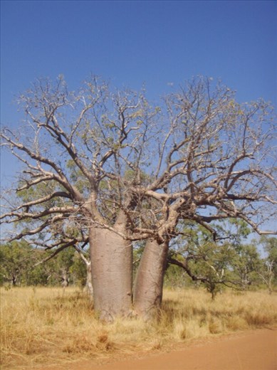 Big boab, Keep River NP
