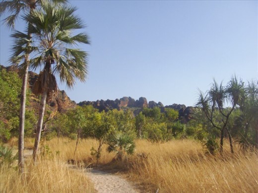 Tall grass, Keep River NP
