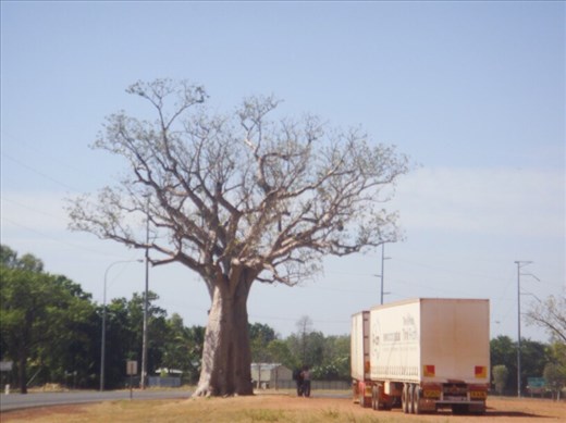 Boab & road train, Kununurra, WA