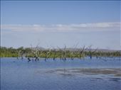 Lake, Kununurra, WA: by thomasz, Views[242]