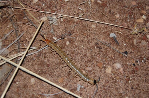 Centipede