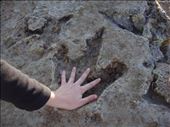 Dinosaur footprints, Gantheaume Point, Broome, WA: by thomasz, Views[507]