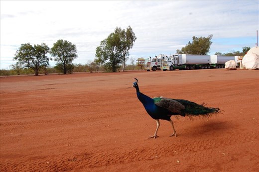 Random peacock, Sandfire Roadhouse, Great Northern Highway, WA
