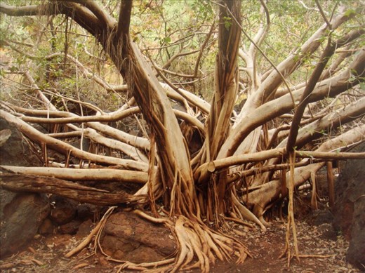 Tentacles, Karijini NP, WA