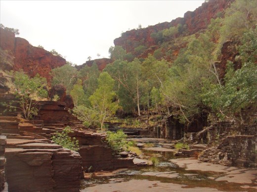 Growth on rocks, Dales Gorge, Karijini NP, WA
