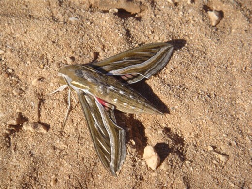 Moth, Cape Range NP, WA