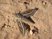 Moth, Cape Range NP, WA: by thomasz, Views[166]