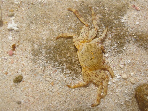 Crab, Cape Range NP, WA