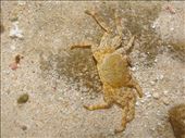 Crab, Cape Range NP, WA: by thomasz, Views[194]