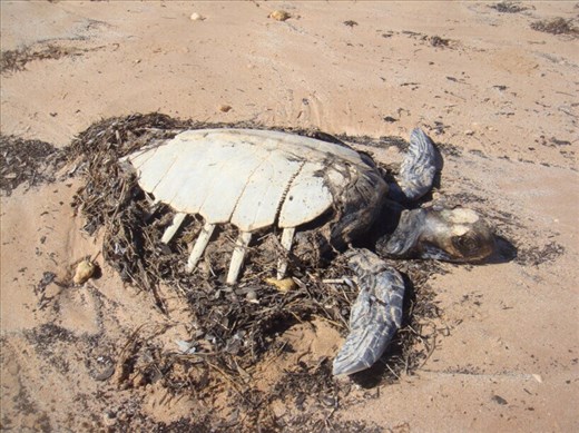 Dead sea turtle, South Mandu, Cape Range NP, WA