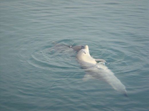 Bottlenose dolphin, Monkey Mia, WA