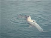Bottlenose dolphin, Monkey Mia, WA: by thomasz, Views[150]