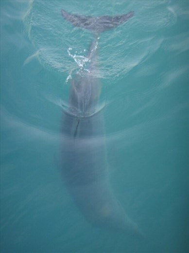 Bottlenose dolphin, Monkey Mia, WA
