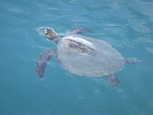 Sea turtle, Monkey Mia, WA