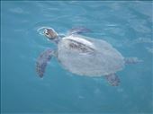 Sea turtle, Monkey Mia, WA: by thomasz, Views[160]
