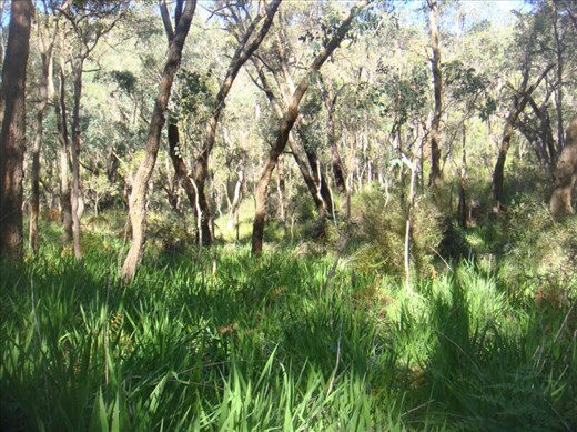 Green, Serpentine NP, WA