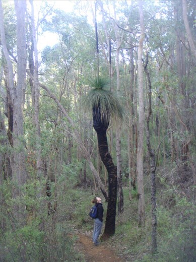 Tall grass tree, Serpentine NP, WA