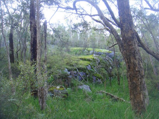 Mossy rock, Serpentine NP, WA
