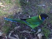 Australian ringneck, Perth: by thomasz, Views[366]
