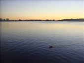Duck on the Swan river at sunset, Perth: by thomasz, Views[369]